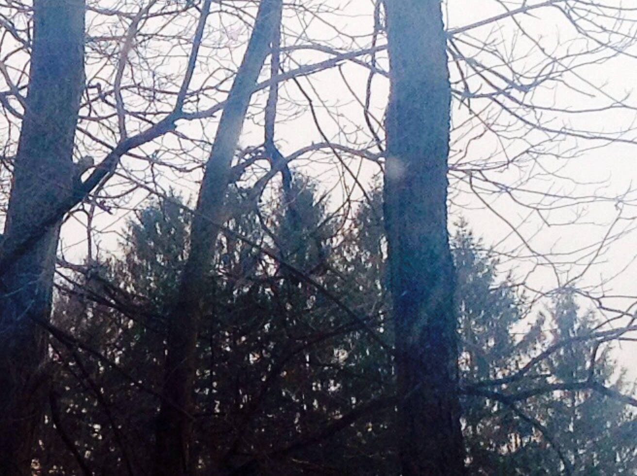 Snowflakes Snow falls past trees