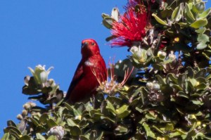 apapane-on-puu-oo-trail-by-harmony-on-planet-earth