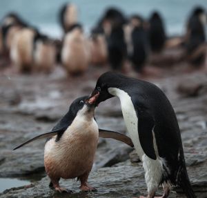 Adélie_Penguin_regurgitates_krill_for_its_chick_(5917753158)