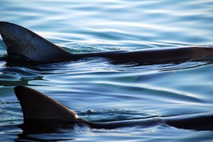 dolphins-by-robert-young