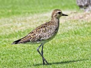 Pacific_Golden_Plover_hawaii_RWD