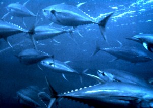 Yellowfin_tuna_nurp