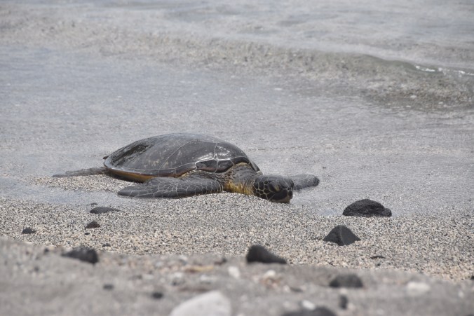 Honu on beach