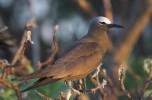 Common_Noddy