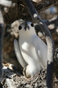 Incubating_white_tern