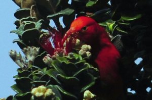 'I'iwi_at_Hosmer_Grove,_Haleakala,_Maui,_Hawaii_4