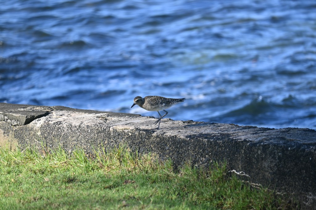 kolea (Pacific Golden Plover)