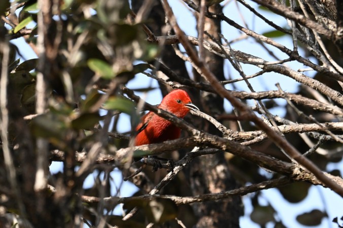 An 'apapane, a red bird with black wings, singing in tree branches.