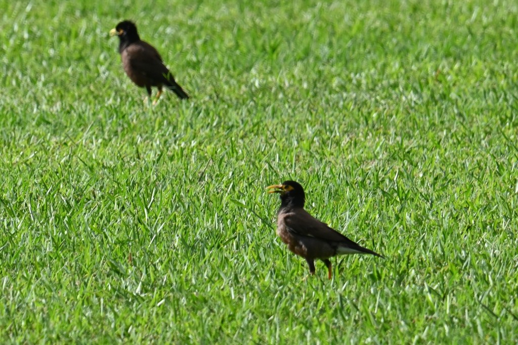 Two mynas in the grass.