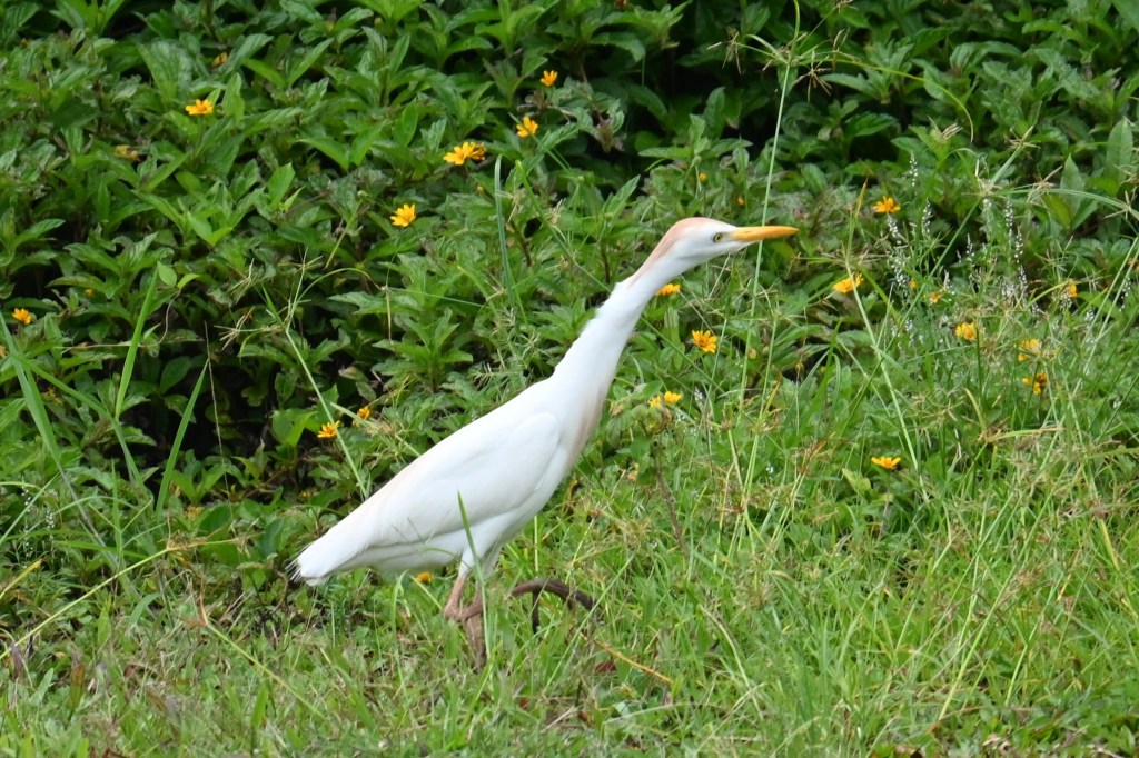 A cattle egret in tall grass.