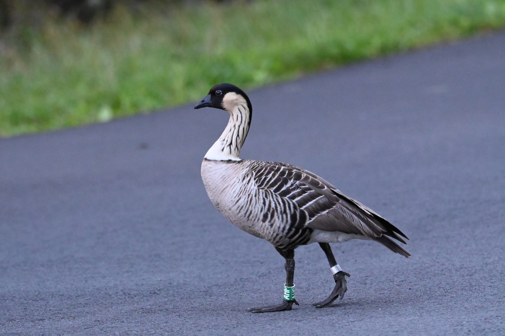 A nene (Hawaiian goose) walking along a road.