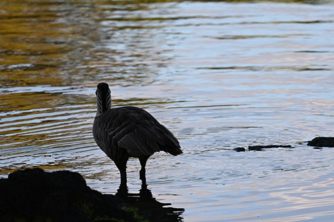 A photo of a nene, a wild Hawaiian goose, standing by a pond facing away.