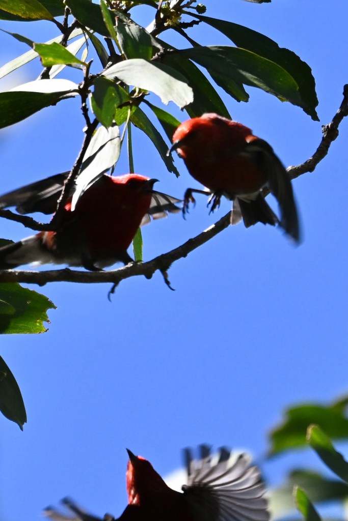 Two birds with bright red feathers on their heads sitting on a branch, with a third bird flying up toward them from below.