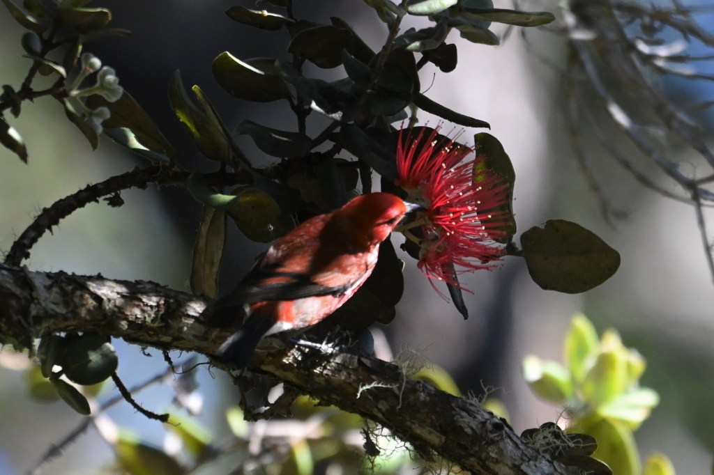 An 'apapane (a red bird with black wings) feeding at a red ohi'a flower.