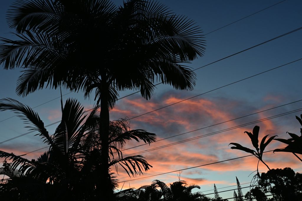 Sunrise behind a palm tree.