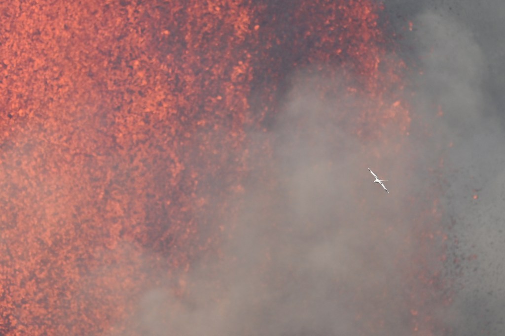 A photo of a lava fountain with a white bird flying between it and the viewer.