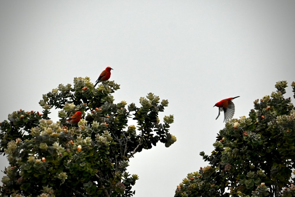 Three red birds with black wings, two perched in a tree top, with the third flying toward the other two from the right.