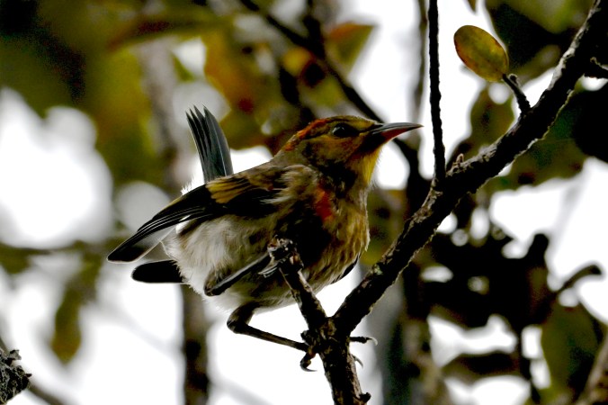 Juvenile 'apapane with spotted feathering