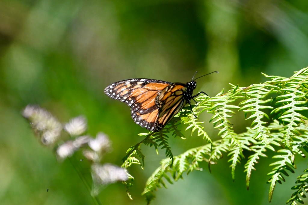 An orange and black butterfly resting on a fern leaf.