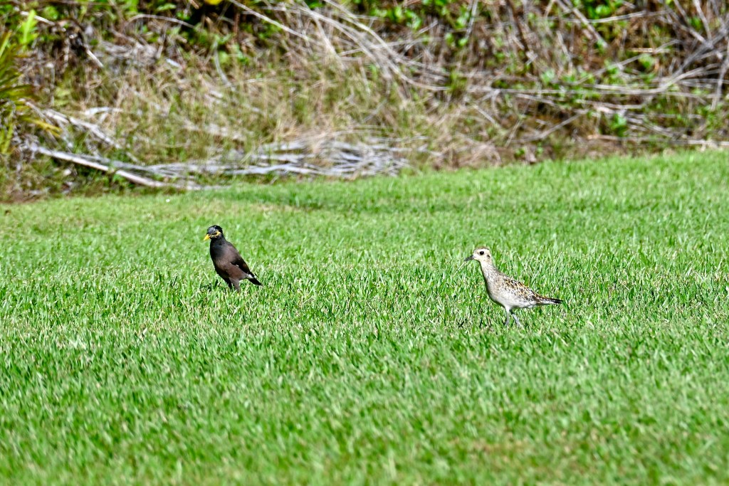 A myna (a dark colored bird with yellow feathers around the eye) and a kolea (Pacific Golden-plover, a light brown bird with darker brown spots) in a grassy field.