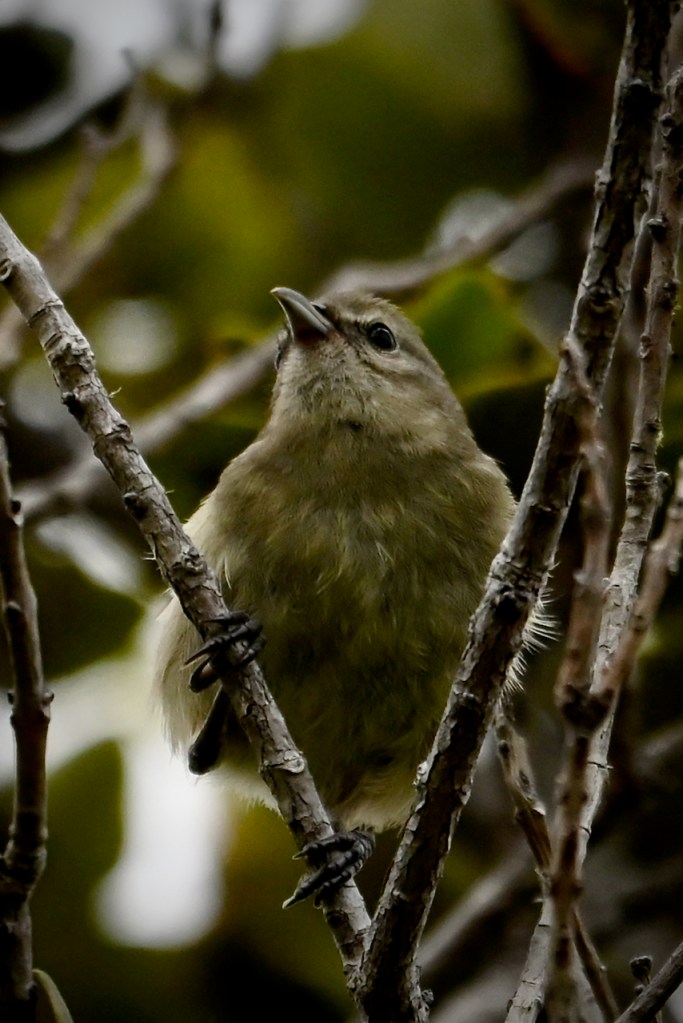 Gallery of Hawaiian birds.