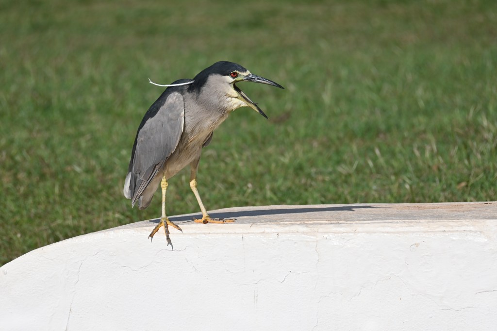 A bird with red eyes and gray and blue feathers has its long black beak open wide, clearly shrieking.