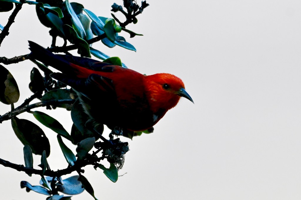 A sharp-beaked red bird with its head more brightly lit perched in a tree with smallish dark green leaves.