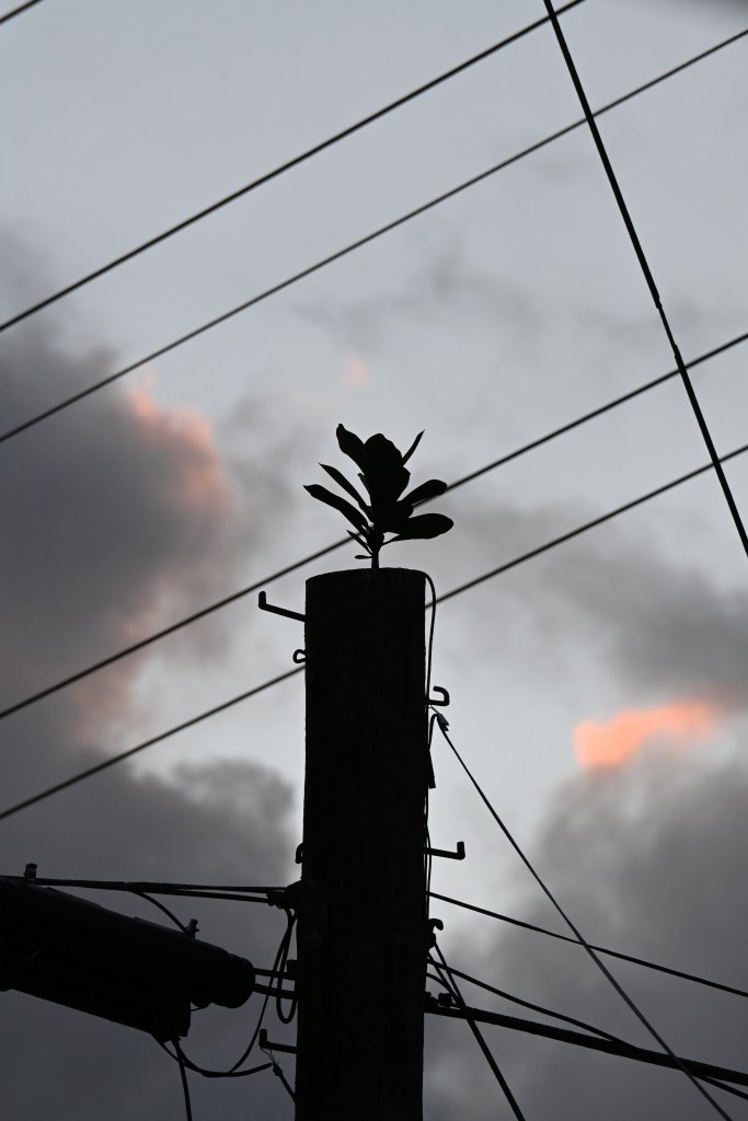 A small plant grows from the top of a light pole with electrical and communications wires around it and just a hint of sunrise color in the clouds.