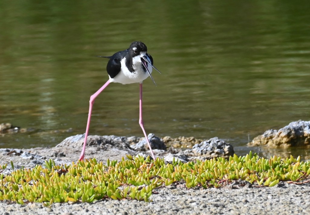 A black and white bird standing on widely space long pink legs has its long straight black wide open.
