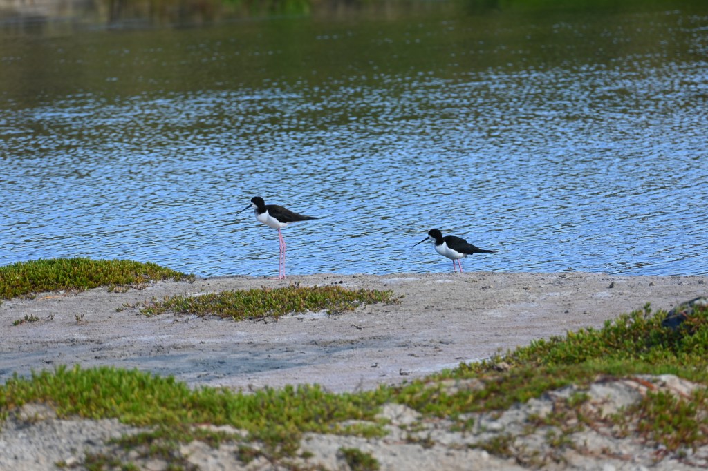 Two black and white birds with long straight black beaks and long pink legs stand near one another alongside a large pool of water.