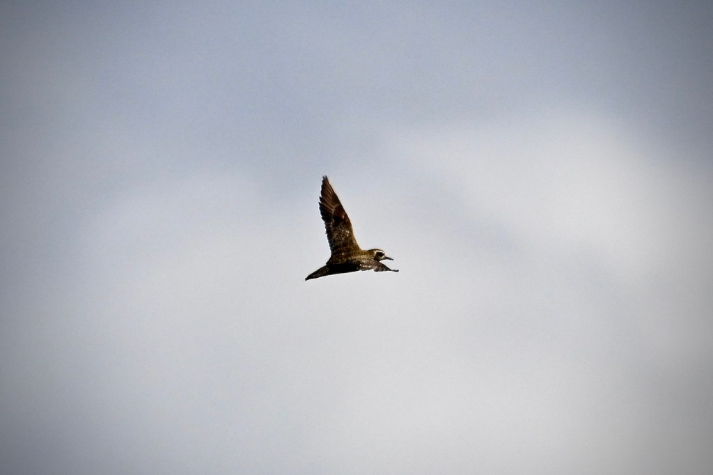 A bird in flight, wings spread wide. The bird coloring is mostly brown.