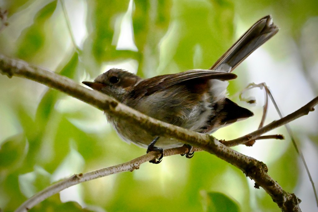 An 'elepaio: a small bird with mottled brown and cream feathers perched on a branch.