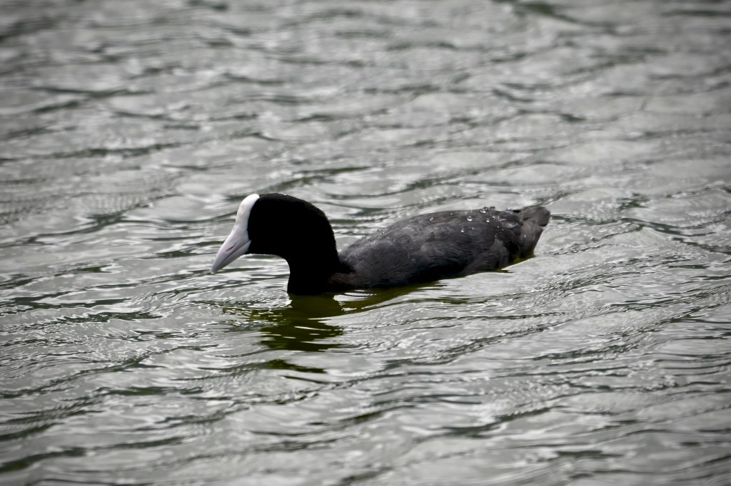 A bird with black feathers and a white bill, with a white forehead shield, swimming in gray water with droplets visible on its back.