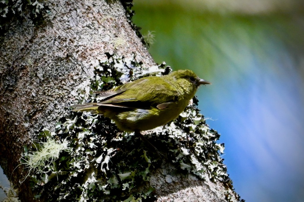 A small green bird perched on a larger tree branch.