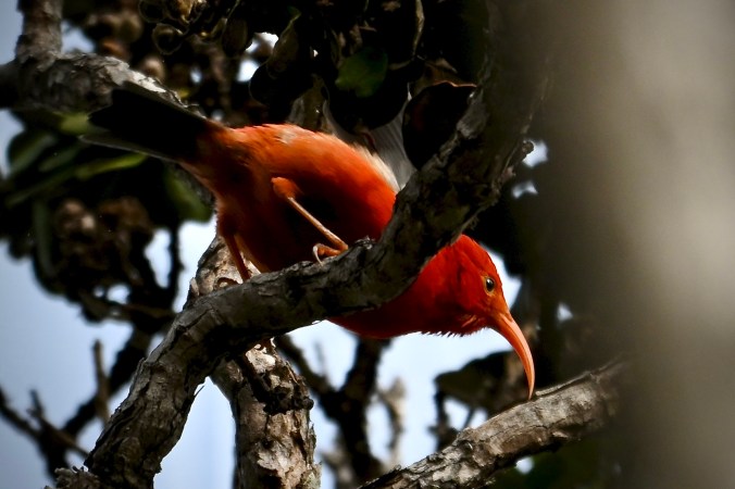 A red orange bird with a very long curved orange beak perched in a tree.