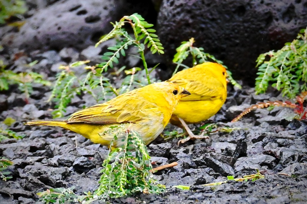 Two small yellow birds on stony ground.