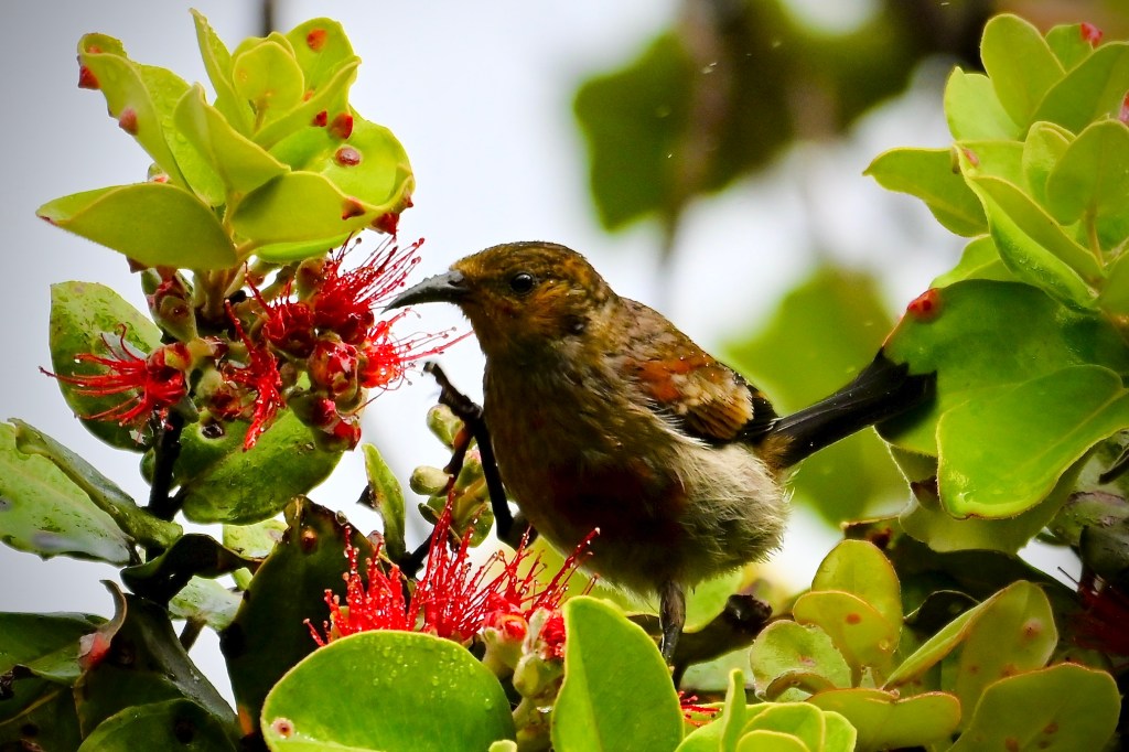 A brown bird with lighter belly feathers, and some red feathers starting to appear. perched on greenery with a red flower filled with nectar.
