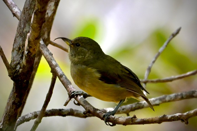 A green and yellow bird facing to the left. It has a grey beak with a dramatic hook at the end.
