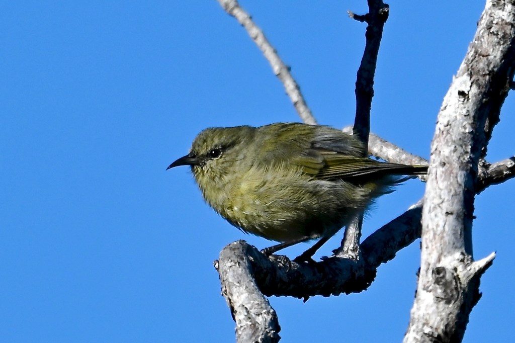 A small yellow green bird perched on a bare branch with a blue sky beyond it. The bird faces left and has a short slightly curved black beak, and black feathers just in front of and behind its eye.